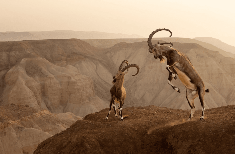 Жизнь на грани, пустыня Зин, Израиль, фото Амит Эшель