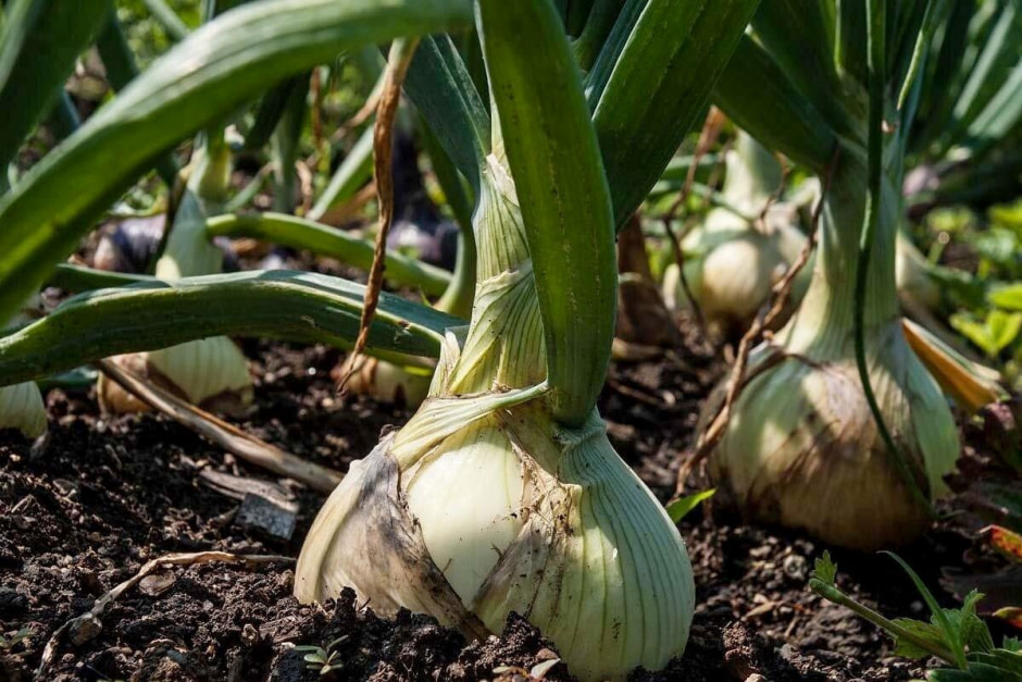 1-Лук на грядке.jpg 1-Лук на грядке.jpg