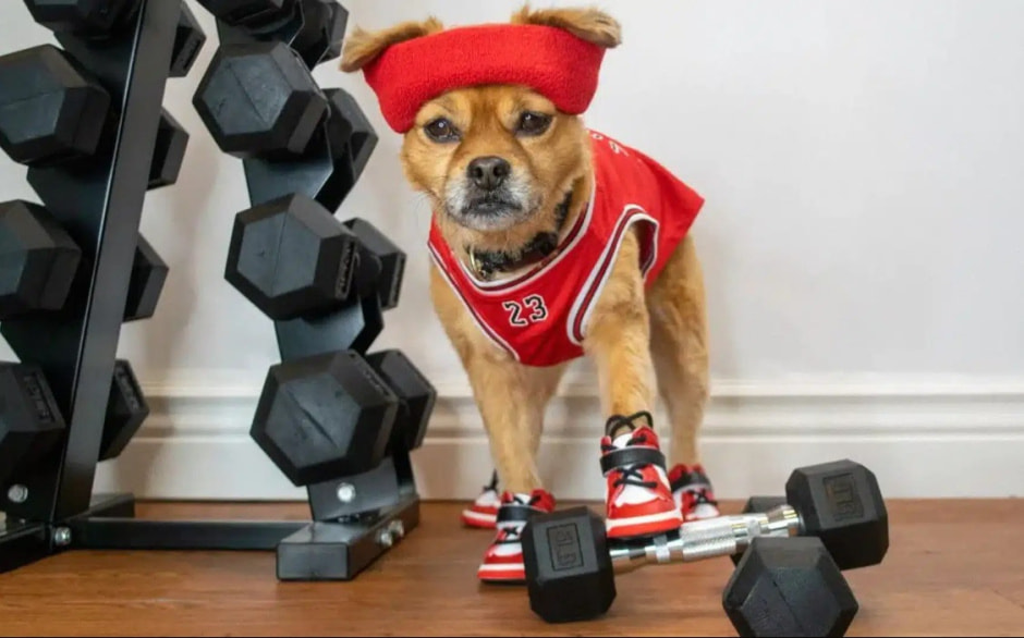 фитнесс-собаки