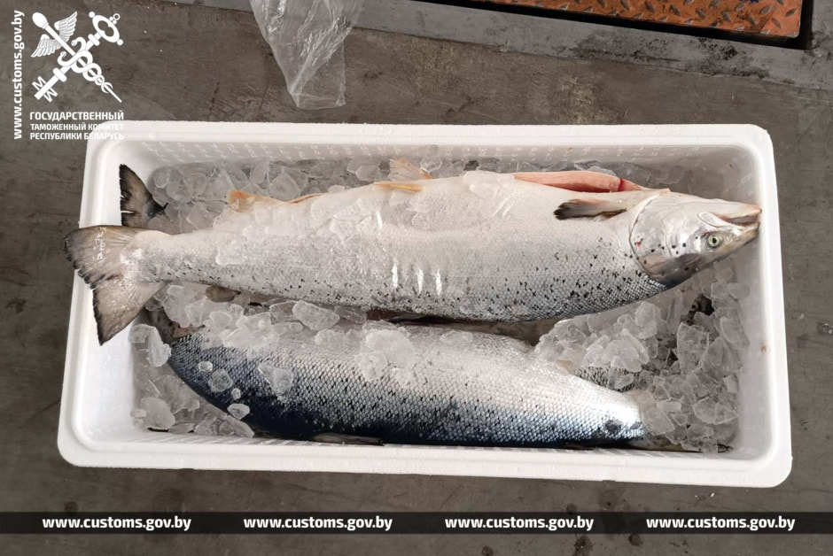 лосось таможня 3.jpg