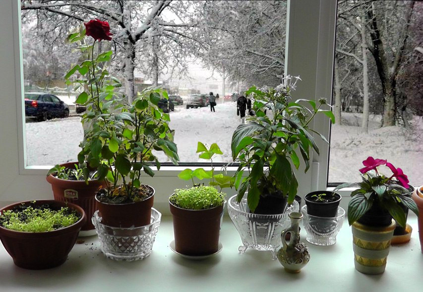 комнатные растения 1.jpg