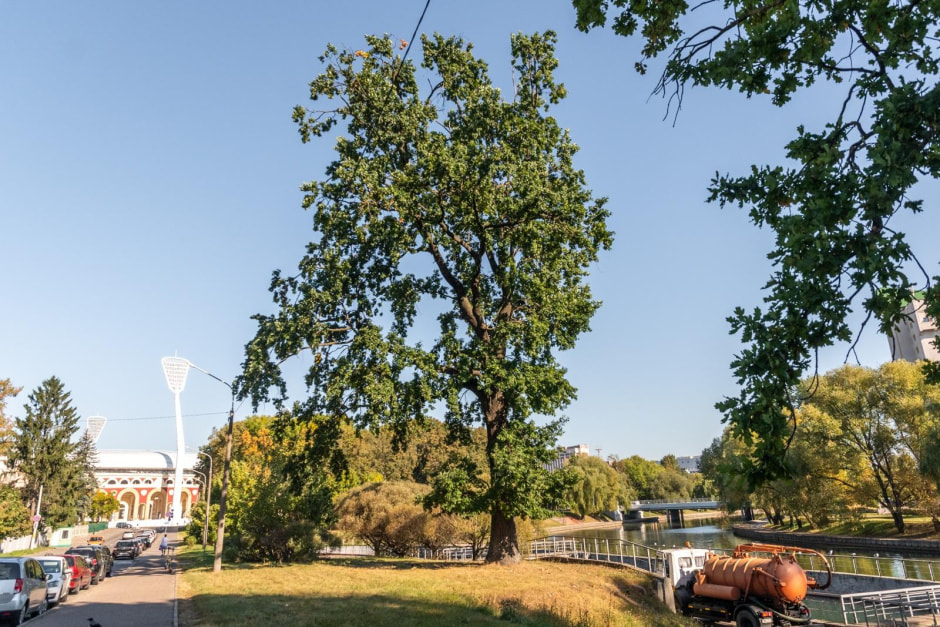 7-Дуб Волот Волотович.jpg