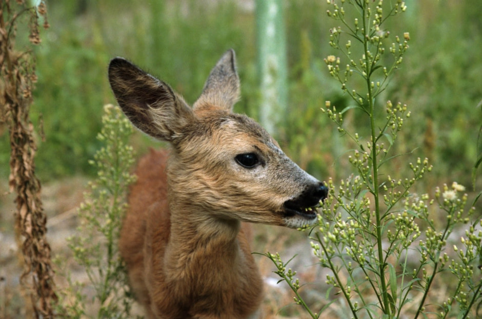 Европейская косуля в Беларуси 11.jpg