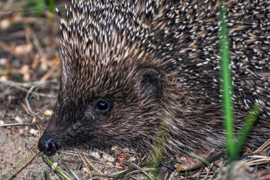 Мифы про ежей 2.png