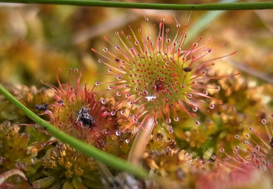 16-Росянка круглолистная.jpg
