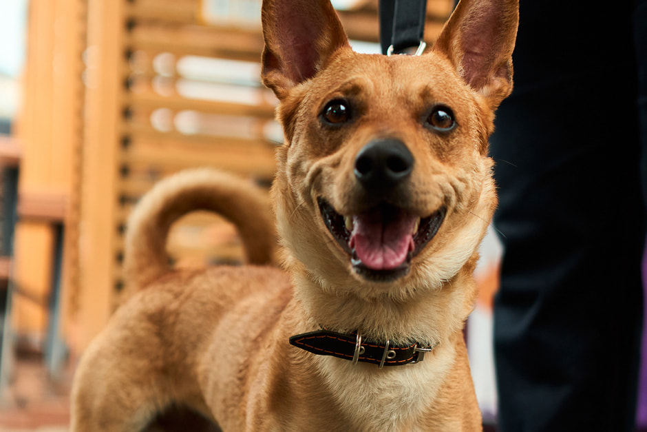 фестиваль “Хвостатый двор”