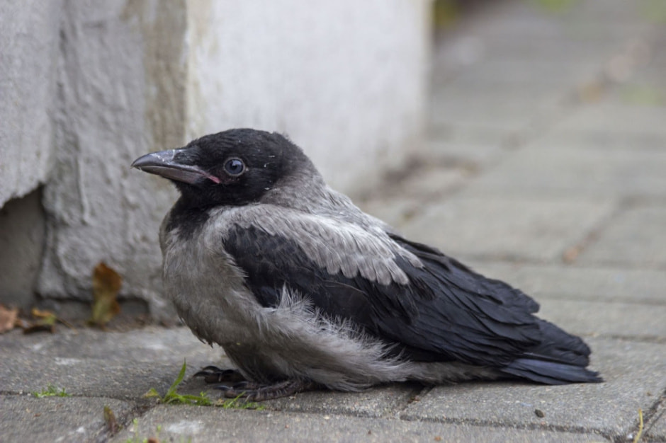 Врановые птицы Беларуси 8.jpg