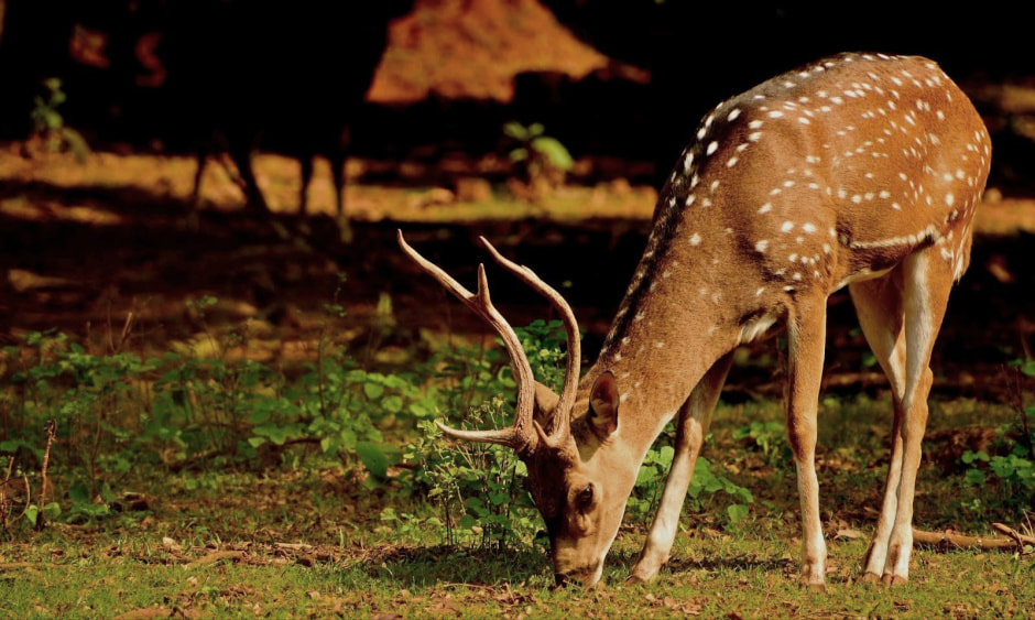 Пятнистый олень и его рога