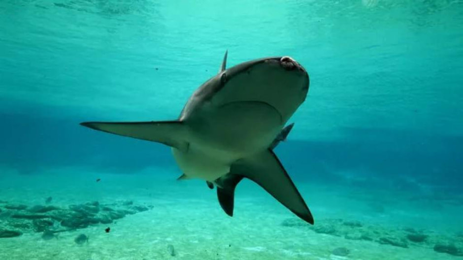 Акула.jpg