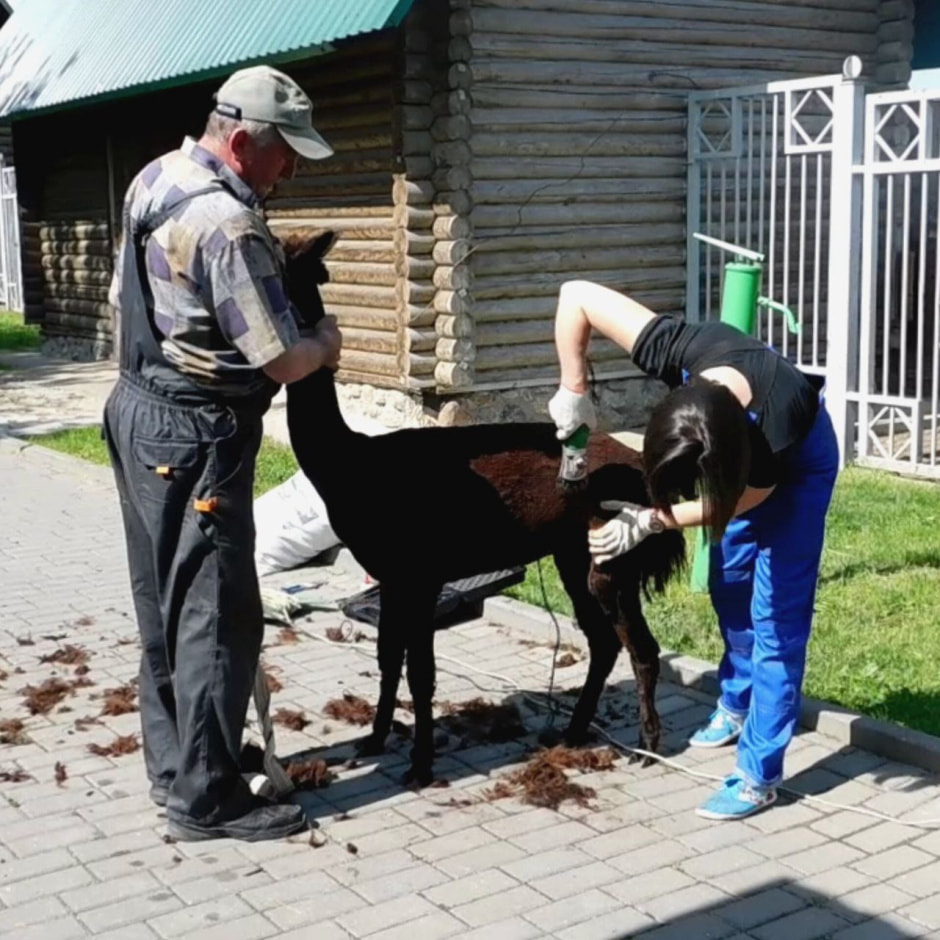 Стрижка животных