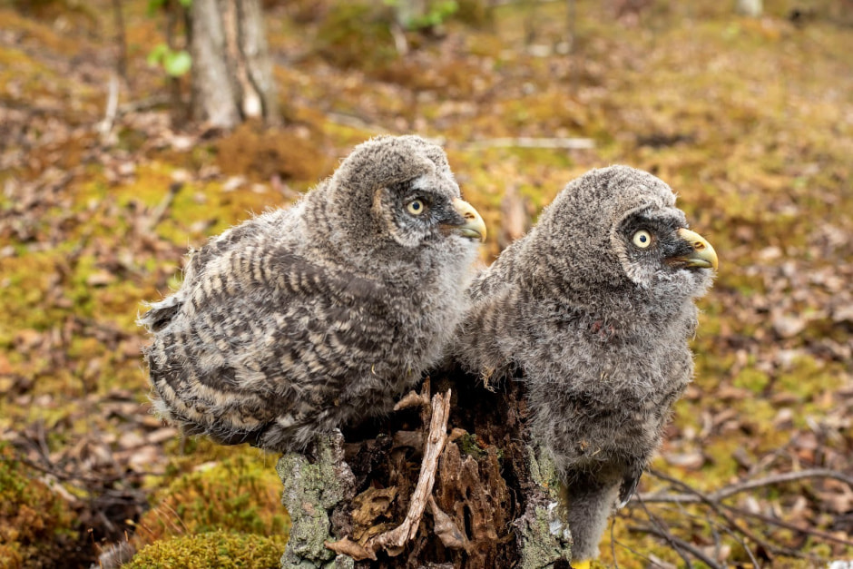 16-Птенцы бородатой неясыти.jpg