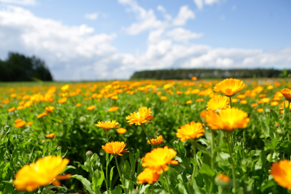 Фиточаи Калина 22.jpg