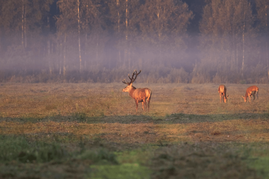 Лось 10_Олень.png
