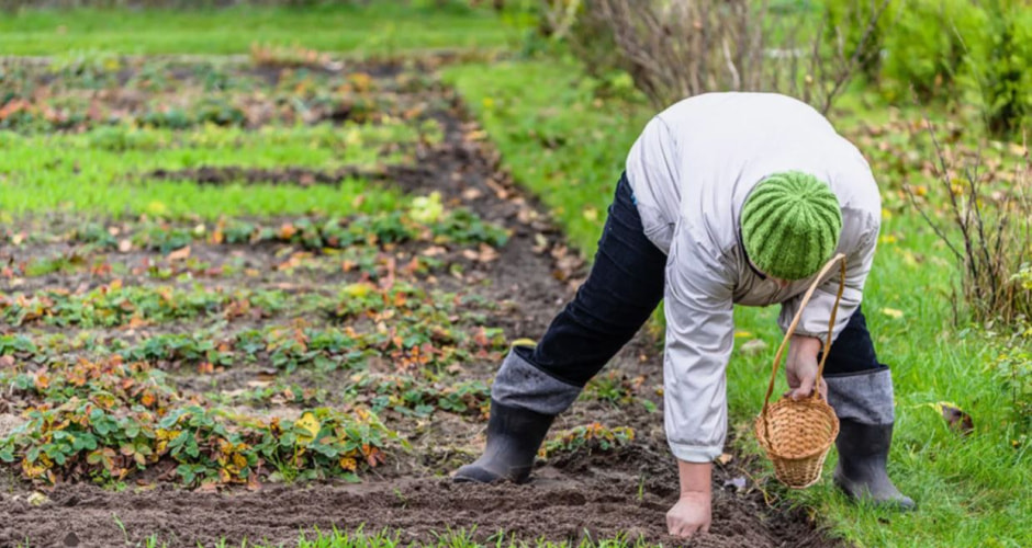 август в огороде
