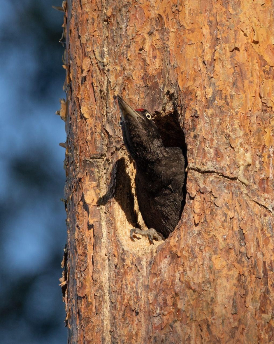 12-Черный дятел (желна).jpg