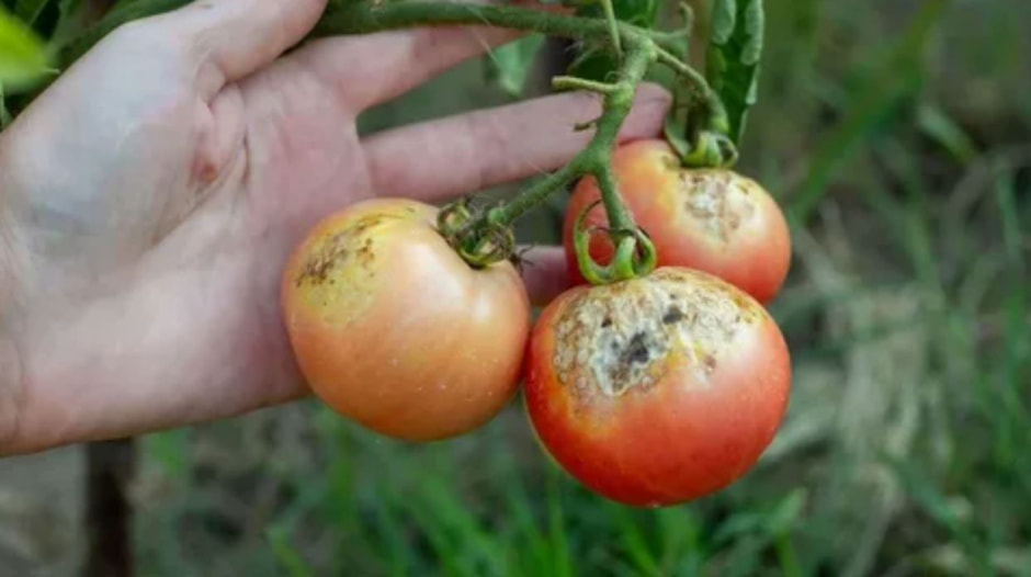 пораженные помидоры