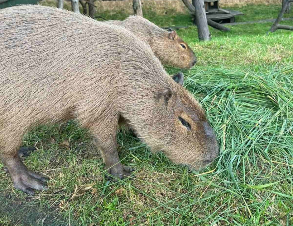 Капибары в Парке животных 3.jpg