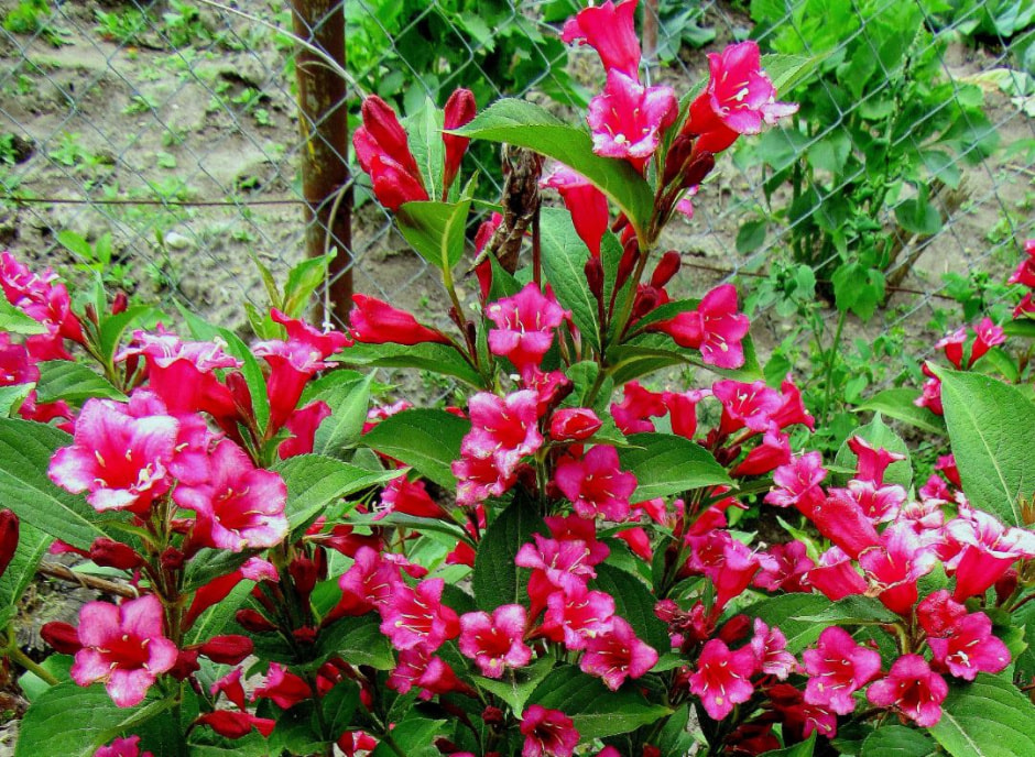 Цветущая вейгела