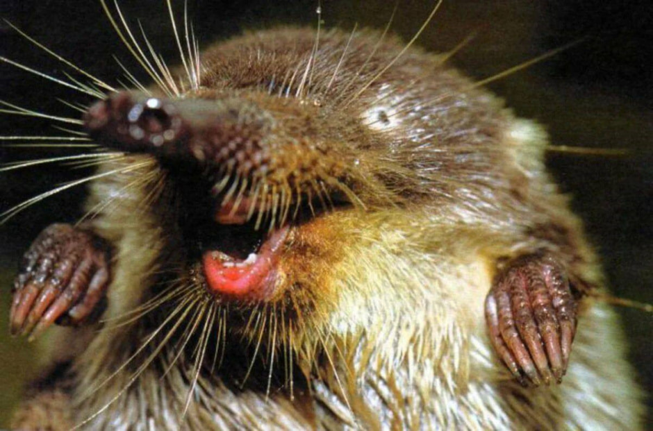 Выхухоль в Беларуси 5.jpg