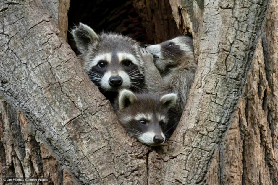 Фотоконкурсы дикой природы 2024 1.jpg