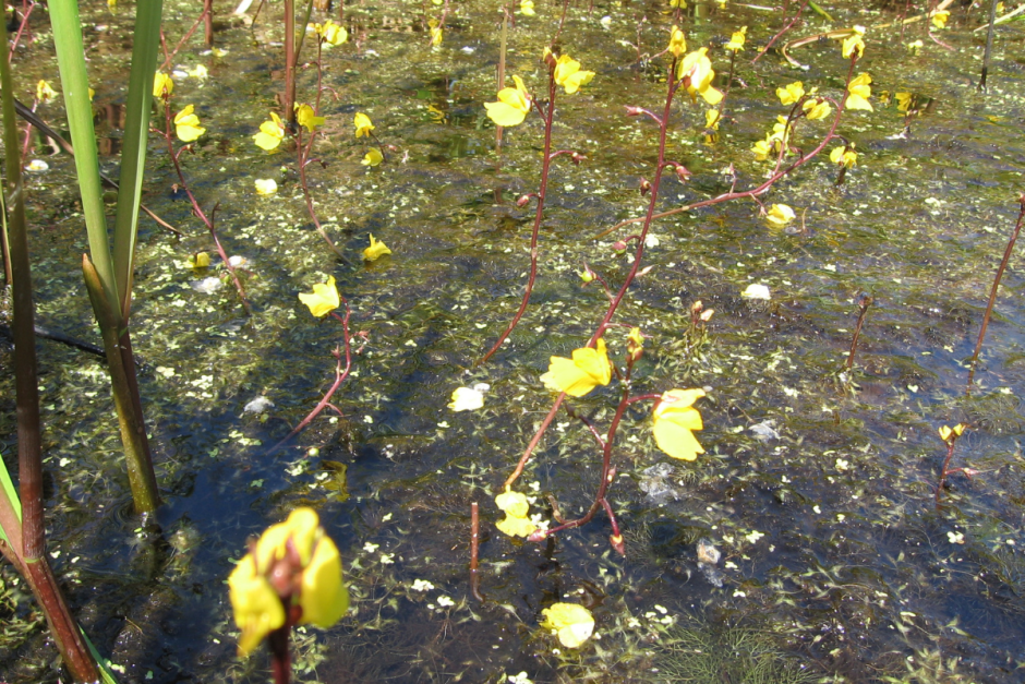 Хищные растения Беларуси 10.png