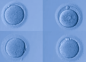 Учёные обнаружили, что женские яйцеклетки защищены от возрастных мутаций ДНК
