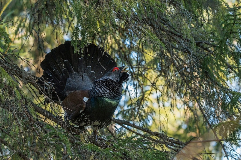 12-Глухарь питается хвоей.jpg
