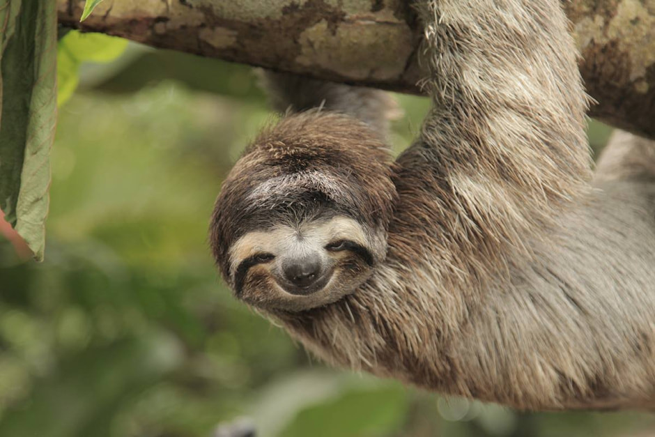 Необычные профессии 7_Няня для ленивца.jpg