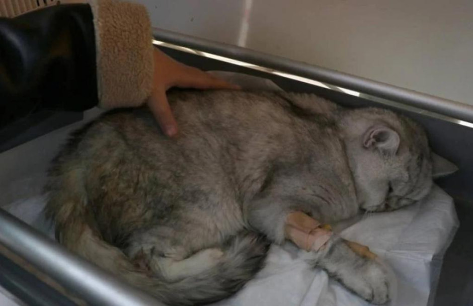 Спасенный кот.jpg