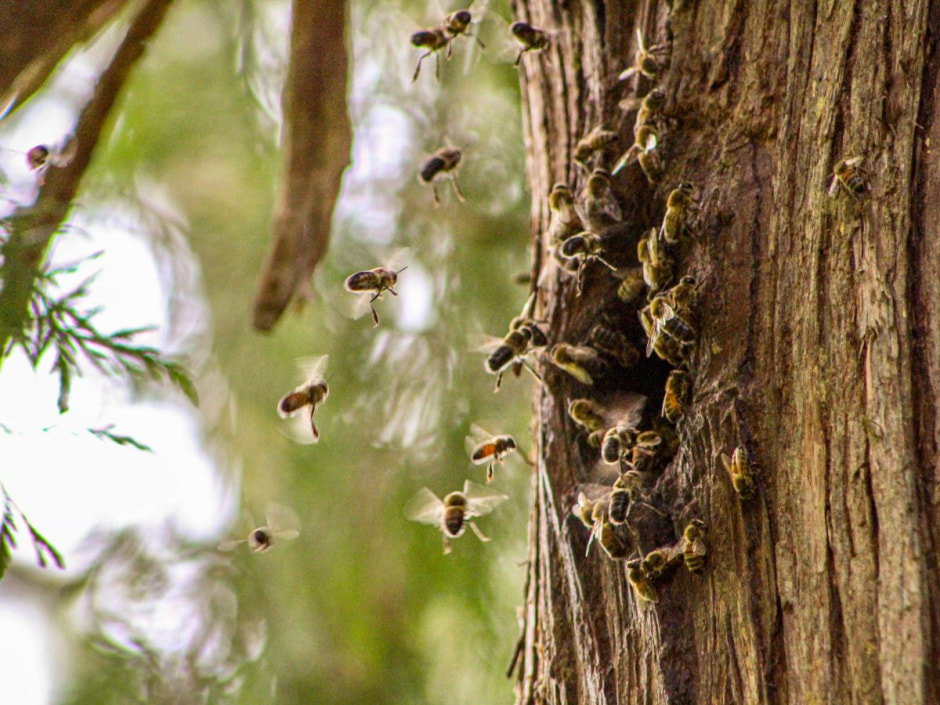 Пчелы улей