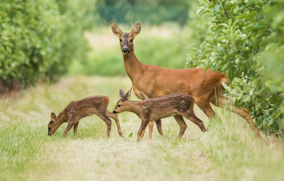 Европейская косуля в Беларуси 5.jpg