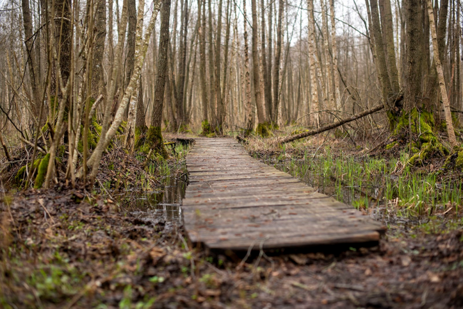 Заказник Выгонощанское 20.png