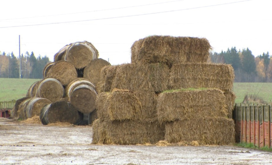 Сено Сено.jpg