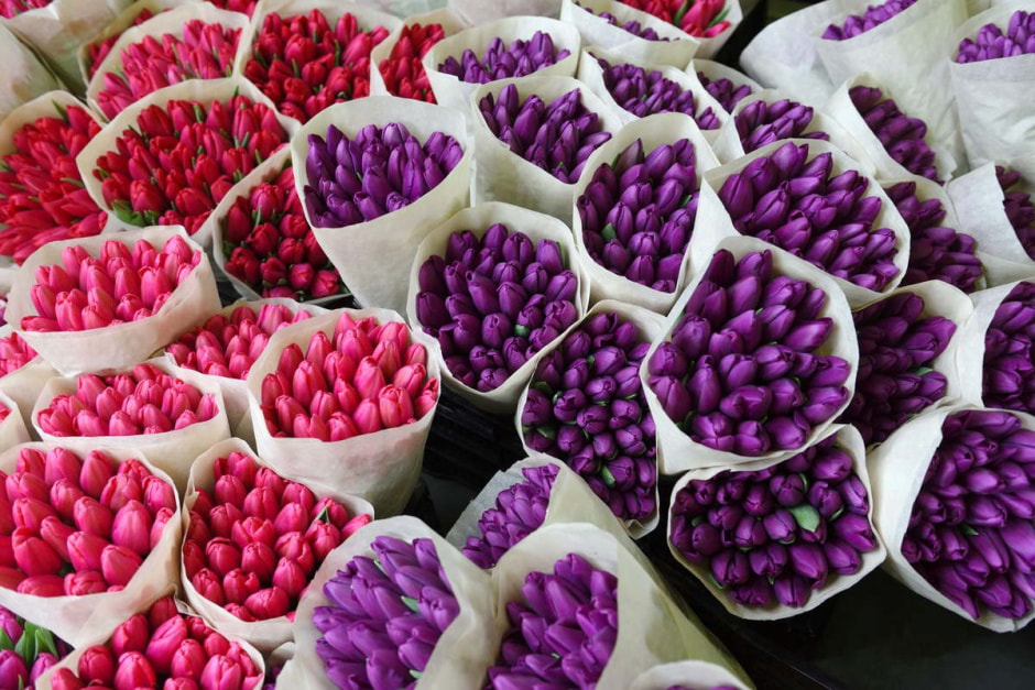 Как на Полесье выращивают тюльпаны 15.jpg