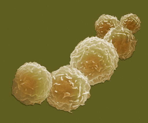 стволовые клетки.png