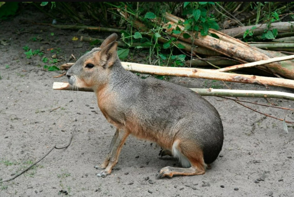 Патагонские мара.jpg