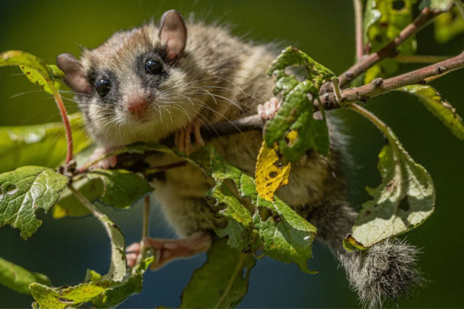 Соня-полчок 5.png