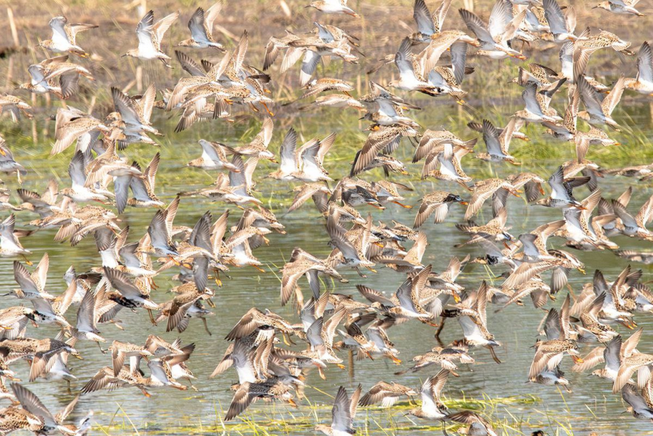 Турухтаны 13.png