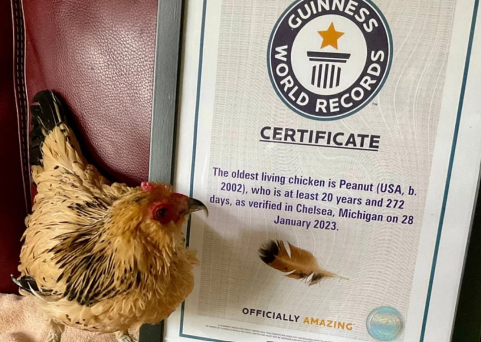 мировые рекорды странные.jpg