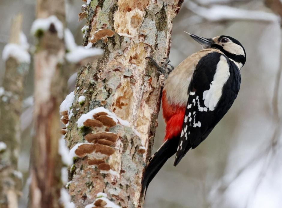 Зимние птицы в городе 13_Дятел.jpg