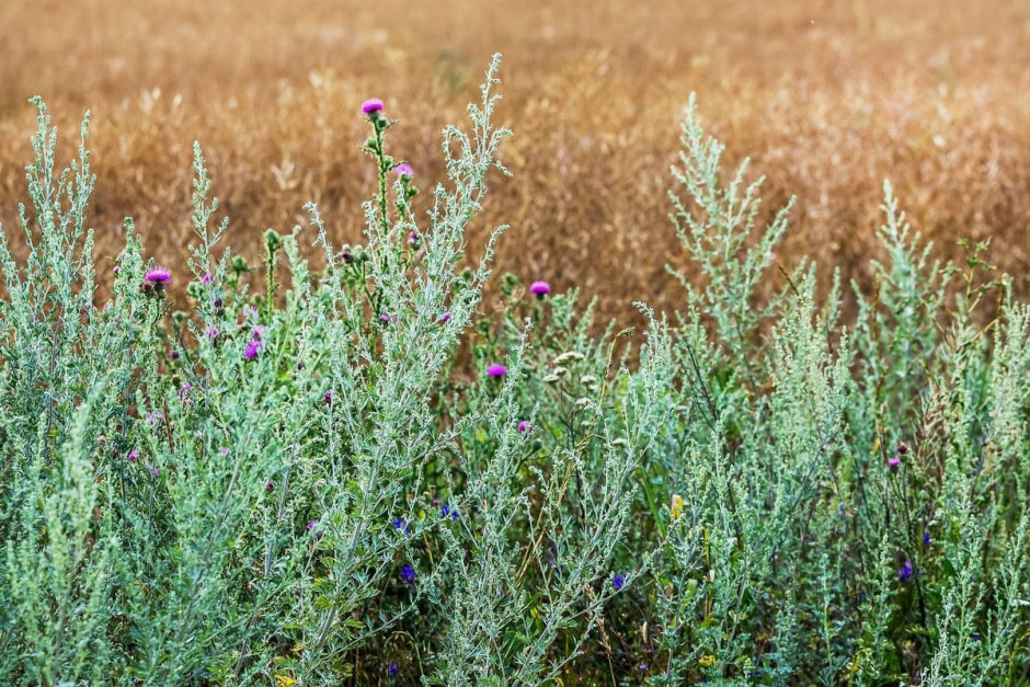 Травы на Купалу 4.jpg