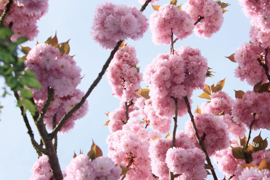 Ханами Марбург 13.jpg