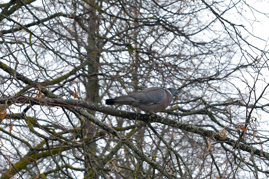 Прогулка с орнитологом 3.png