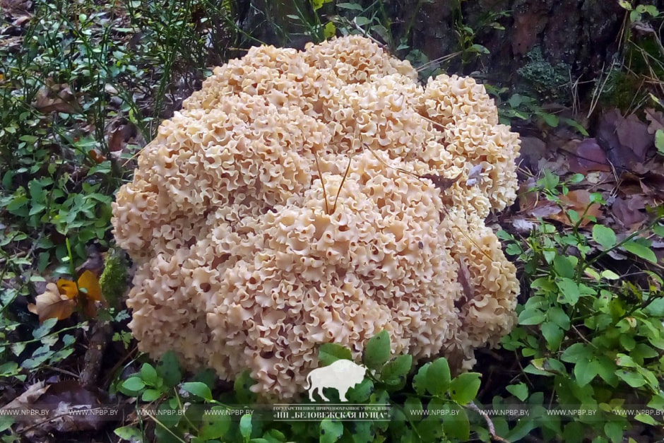 Грибная капуста.jpg