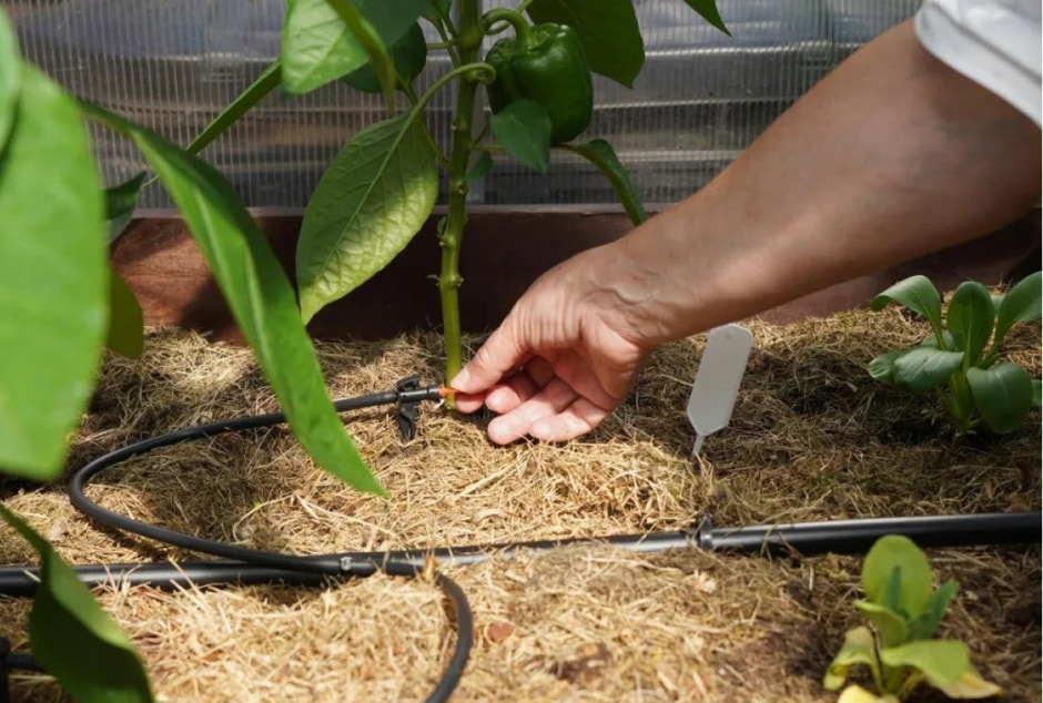 капельный полив на даче1