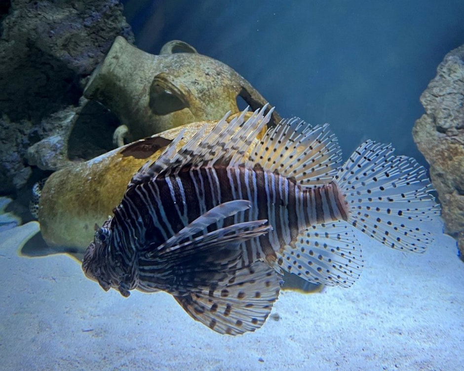 Берлинский зоопарк 22.jpg