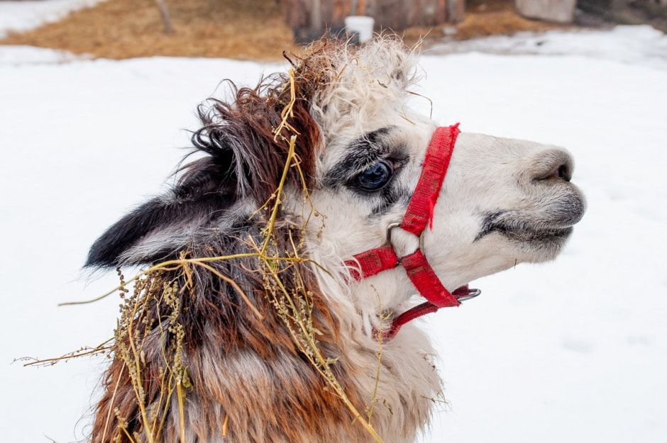 Юрий Карпилович и его зоопарк в Подгае 22.jpg