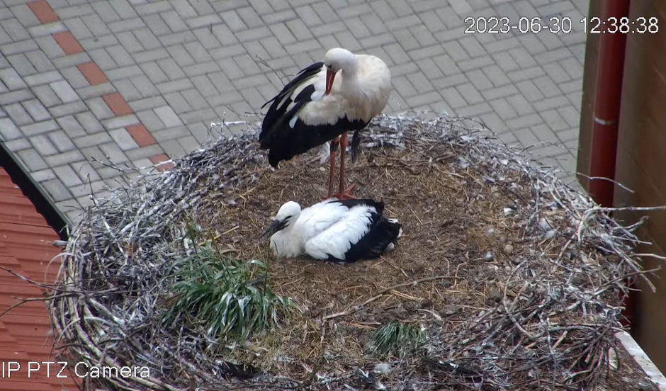 Аисты в Чехии.jpg