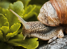 Во Франции усилили защиту ферм с улитками, устрицами и утками – что там происходит?