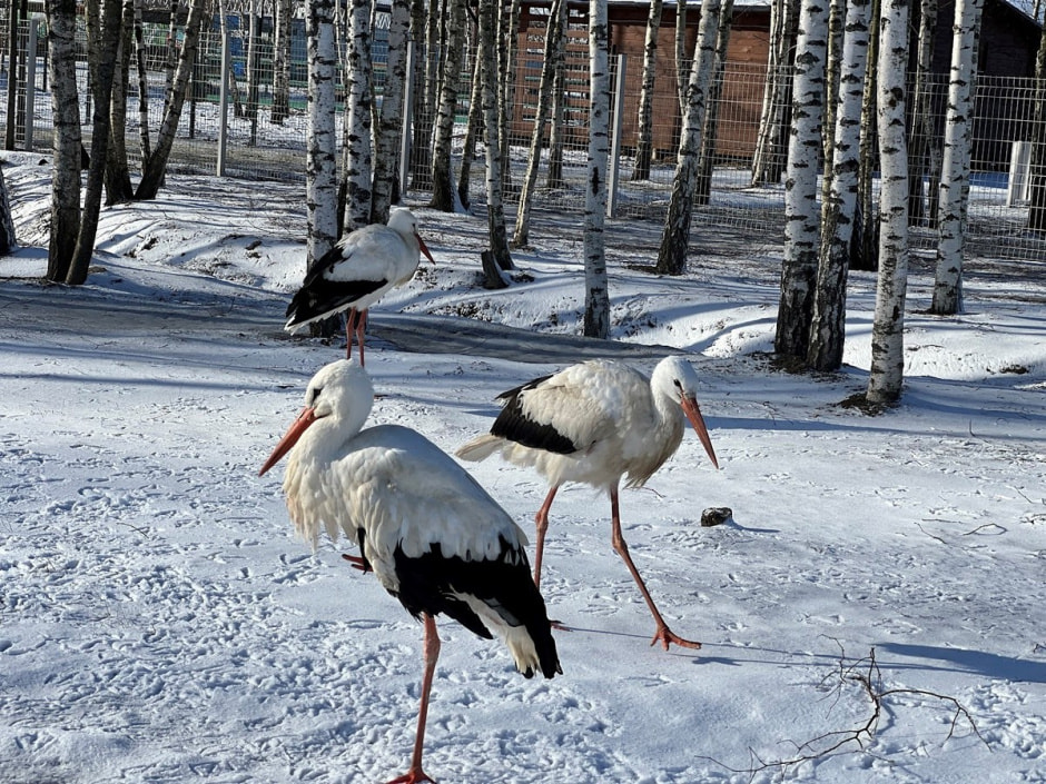 Экопарк Акварель 25.jpg